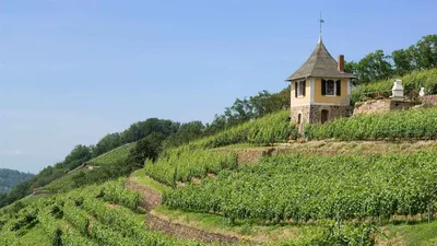 Winzer Meissen, Meißen