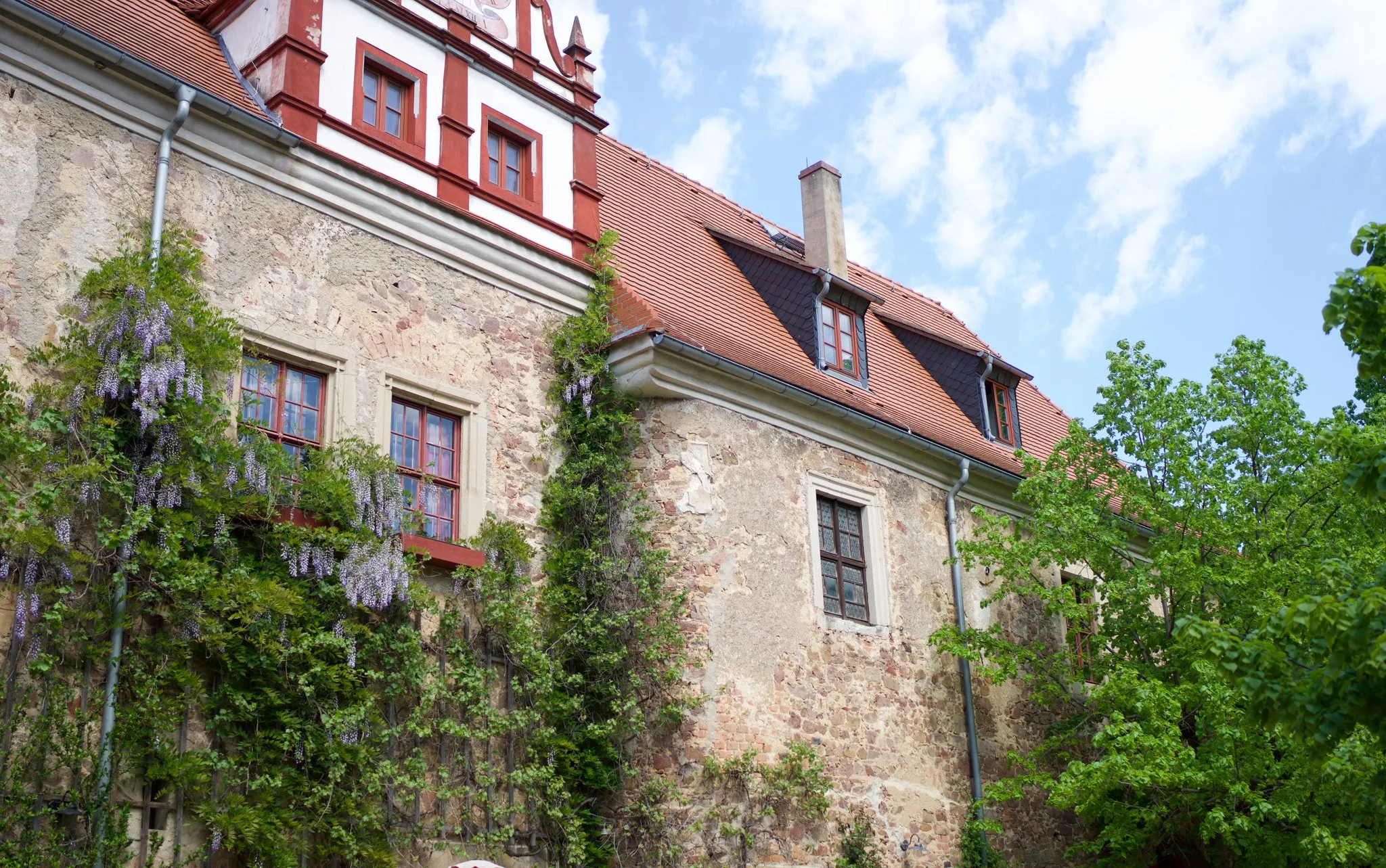 Renaissancegiebel in Rot und Weiß über einer alten Bruchsteinmauer, davor blühender Blauregen, daneben ein Ziegeldach mit Gaupe und Schornstein