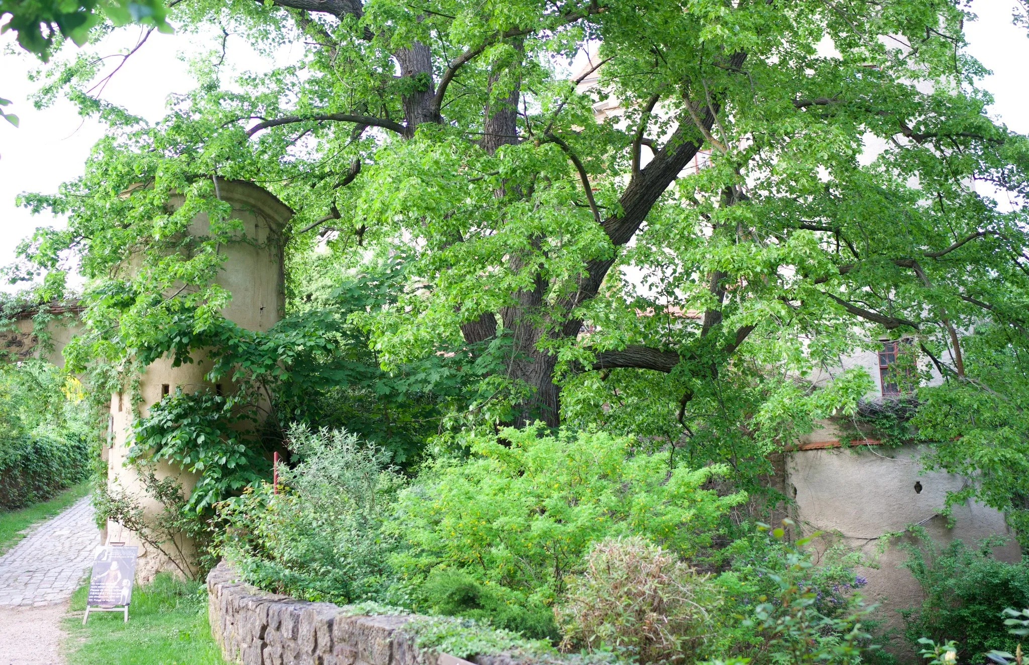 Alter Baum mit weit ausladenden Ästen im Schlossgarten, links ein Rundturm und ein Kopfsteinweg, im Vordergrund eine Bruchsteinmauer